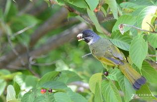 日本樱桃嘴,探寻日本传统美食的独特魅力